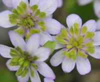 Pale purple with greenish pink petaloid stamens